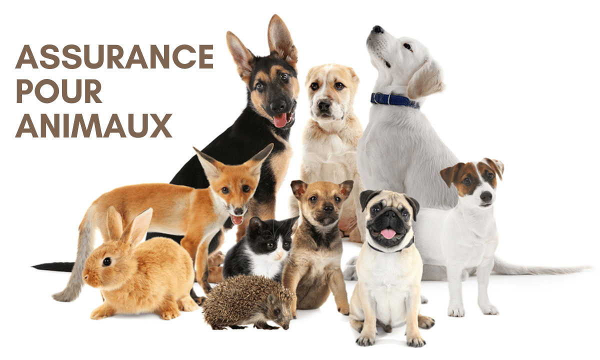 Assurance pour plusieurs animaux de compagnie : une police d’assurance multi-animaux est-elle faite pour vous ?